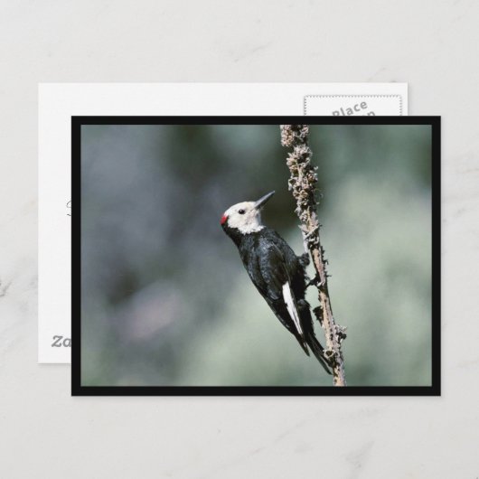 キツツキ ポストカード (正面/裏面)