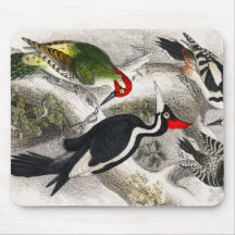 キツツキ、緑のキツツキ、木のペッカ