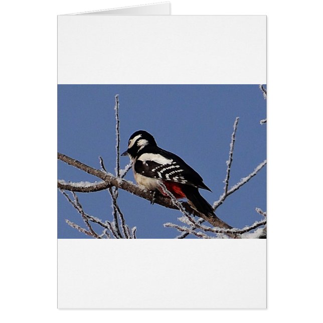 キツネかわいらしの花 (正面)