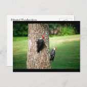 キツネの一対のはがき ポストカード (正面/裏面)