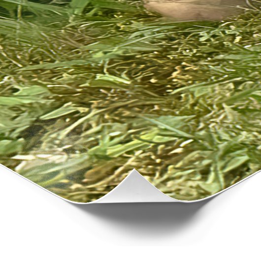 キツネの子友達 ポスター (コーナー)