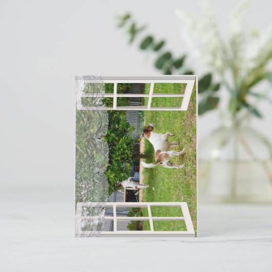 キツネの恐怖が庭を探検していた ポストカード (スタンド正面)