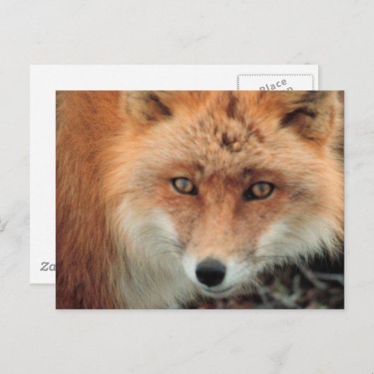 キツネの種類 ポストカード (正面/裏面)