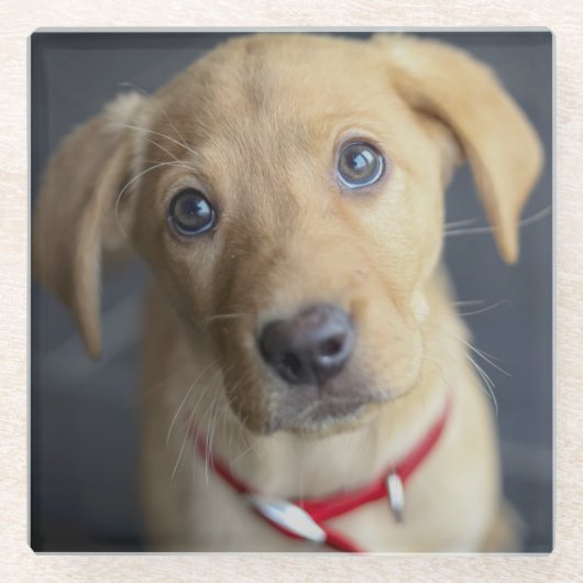 キツネの赤いラブラドールの子犬 ガラスコースター (正面)