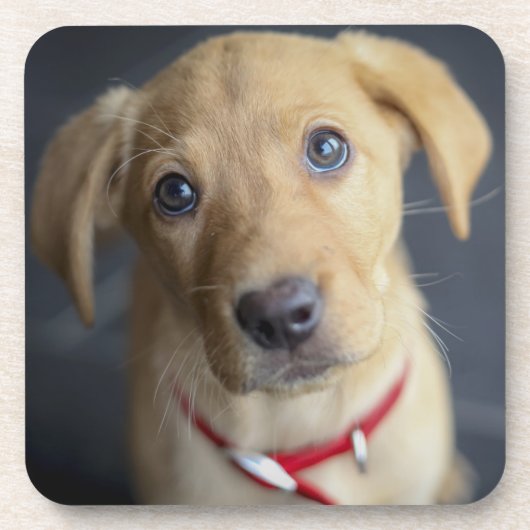 キツネの赤いラブラドールの子犬 コースター (正面)