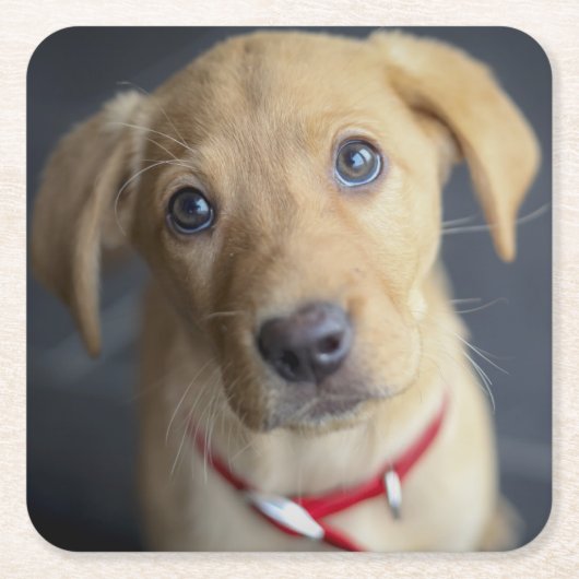 キツネの赤いラブラドールの子犬 スクエアペーパーコースター (正面)