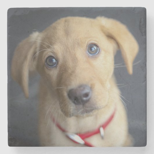 キツネの赤いラブラドールの子犬 ストーンコースター (正面)