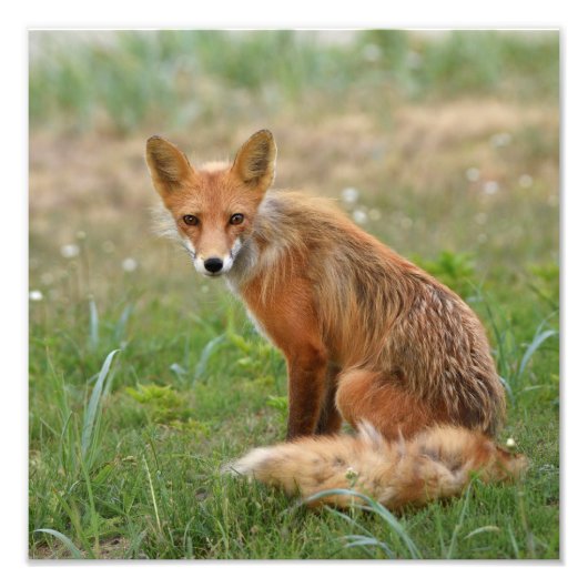 キツネの12x12写真 フォトプリント            (正面)