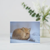 キツネはがき ポストカード (スタンド正面)