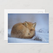 キツネはがき ポストカード (正面/裏面)