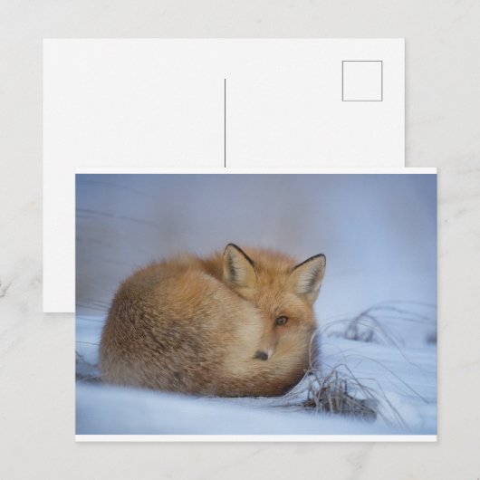 キツネはがき ポストカード (正面/裏面)
