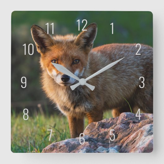 キツネアットゴールデンサンセットinオーストラリア接写ポートレート スクエア壁時計 (正面)