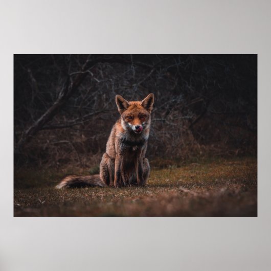 キツネオングラスフィールド ポスター (正面)