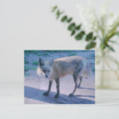 キツネオンポーチ ポストカード (スタンド正面)