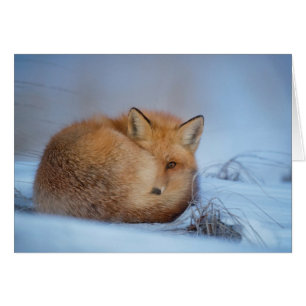 キツネカード