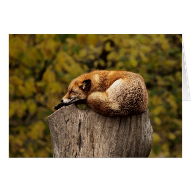 キツネカード-すべての行事のためのブランク-カスタム・カード (正面横)