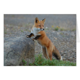 キツネカード-すべての行事のためのブランク-カスタム・カード