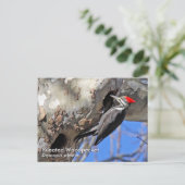 キツネギハガキ ポストカード (スタンド正面)