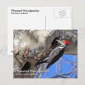 キツネギハガキ ポストカード (正面/裏面)