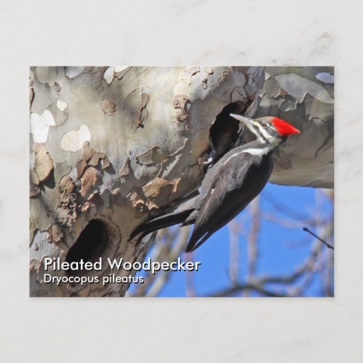 キツネギハガキ ポストカード (正面)