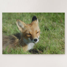 キツネクローズアップ、ブルックス秋アラスカ