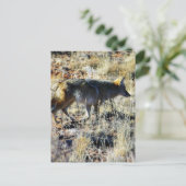 キツネコヨーテスワイルドアニマルインフィールド ポストカード (スタンド正面)