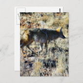 キツネコヨーテスワイルドアニマルインフィールド ポストカード (正面/裏面)