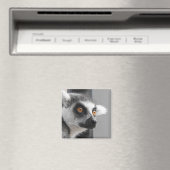 キツネザル磁石 マグネット (インサイチュ (食洗機))