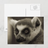 キツネザル顔 ポストカード (正面/裏面)