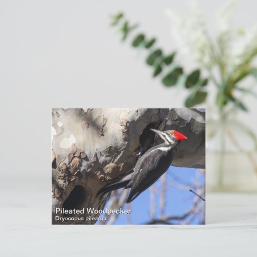 キツネザル ポストカード (スタンド正面)