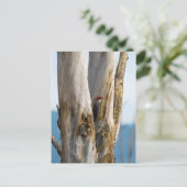 キツネザル ポストカード (スタンド正面)