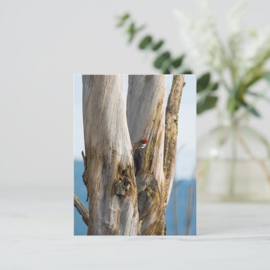 キツネザル ポストカード (スタンド正面)