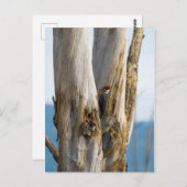 キツネザル ポストカード (正面/裏面)