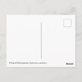 キツネザル ポストカード (裏面)