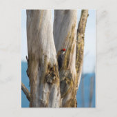 キツネザル ポストカード (正面)