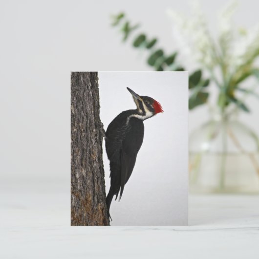 キツネザル ポストカード (スタンド正面)