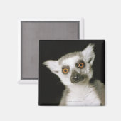 キツネザル。 マグネット (正面/裏面)