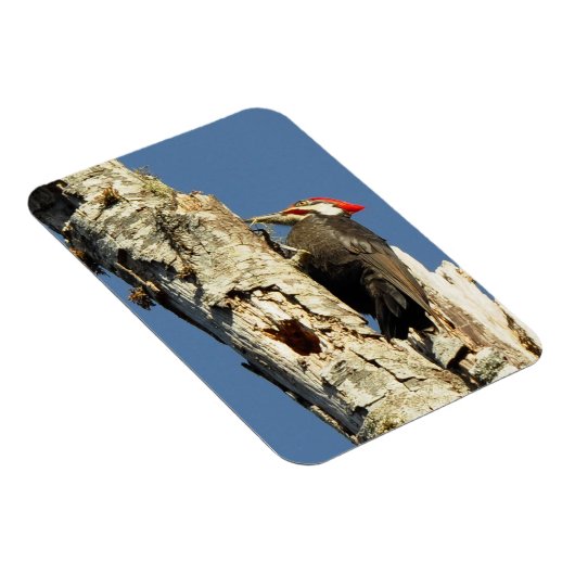 キツネザル マグネット (右側)