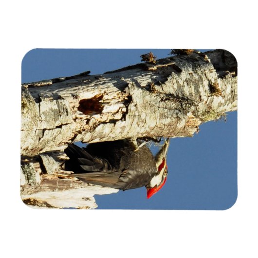 キツネザル マグネット (横)