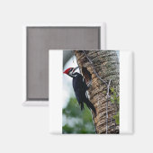 キツネザル マグネット (正面/裏面)