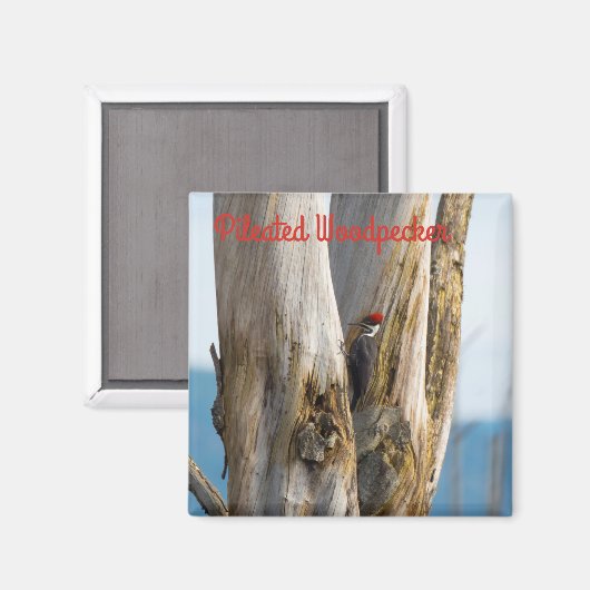 キツネザル マグネット (正面/裏面)