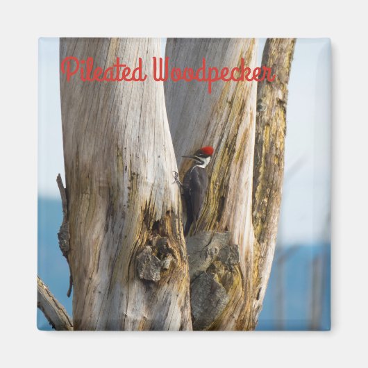 キツネザル マグネット (正面)