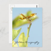 キツネチョウの葉書 ポストカード (正面/裏面)