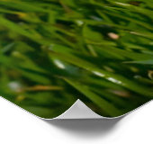 キツネテリア犬。 ポスター (角)