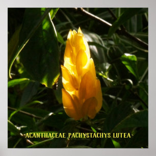 キツネノマゴ科のPachystachysのlutea -金蝋燭 ポスター