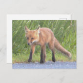 キツネフォトポストカード シーズンポストカード (正面/裏面)