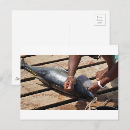 キツネマグロ ポストカード (正面/裏面)