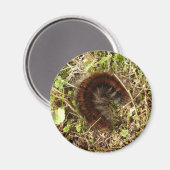 キツネモスキャタピラーマグネット マグネット (正面/裏面)