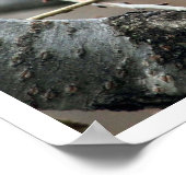 キツネリスの木食べのクルミ ポスター (角)