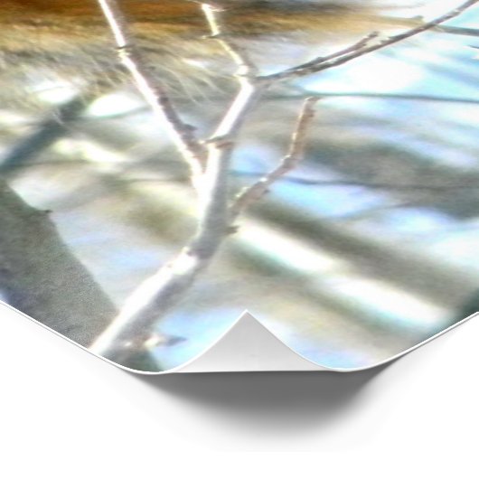 キツネリス ポスター (コーナー)